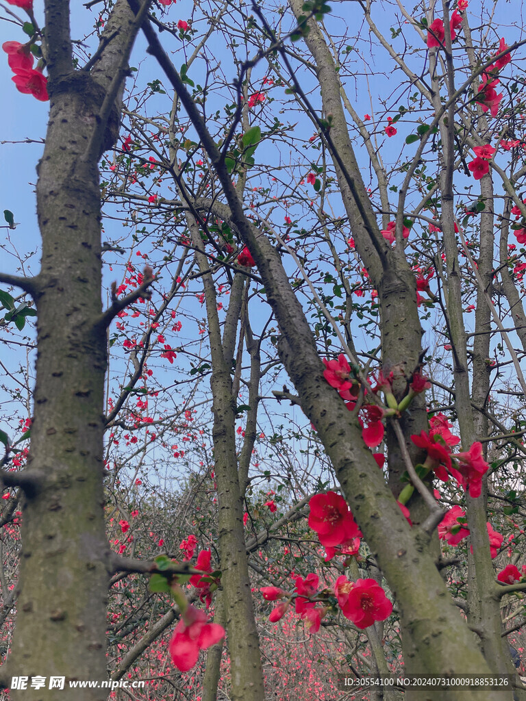  海棠花图片