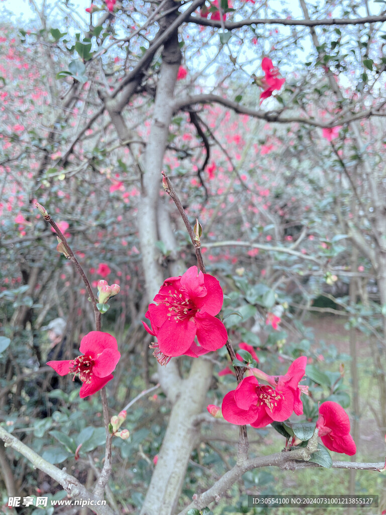 海棠花图片