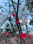 海棠花图片