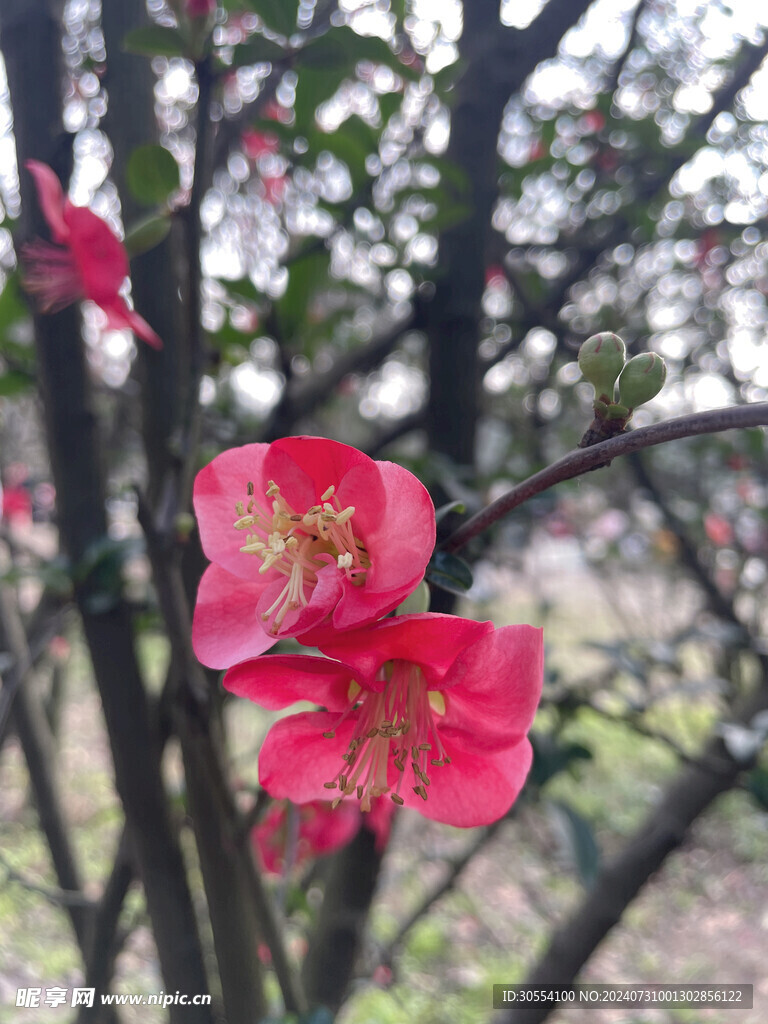 海棠花图片