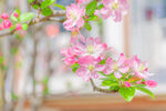  海棠花图片