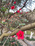 海棠花图片