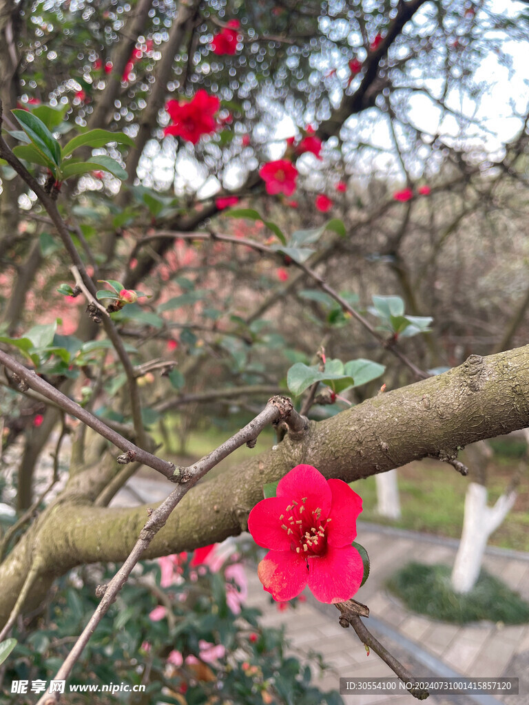 海棠花图片