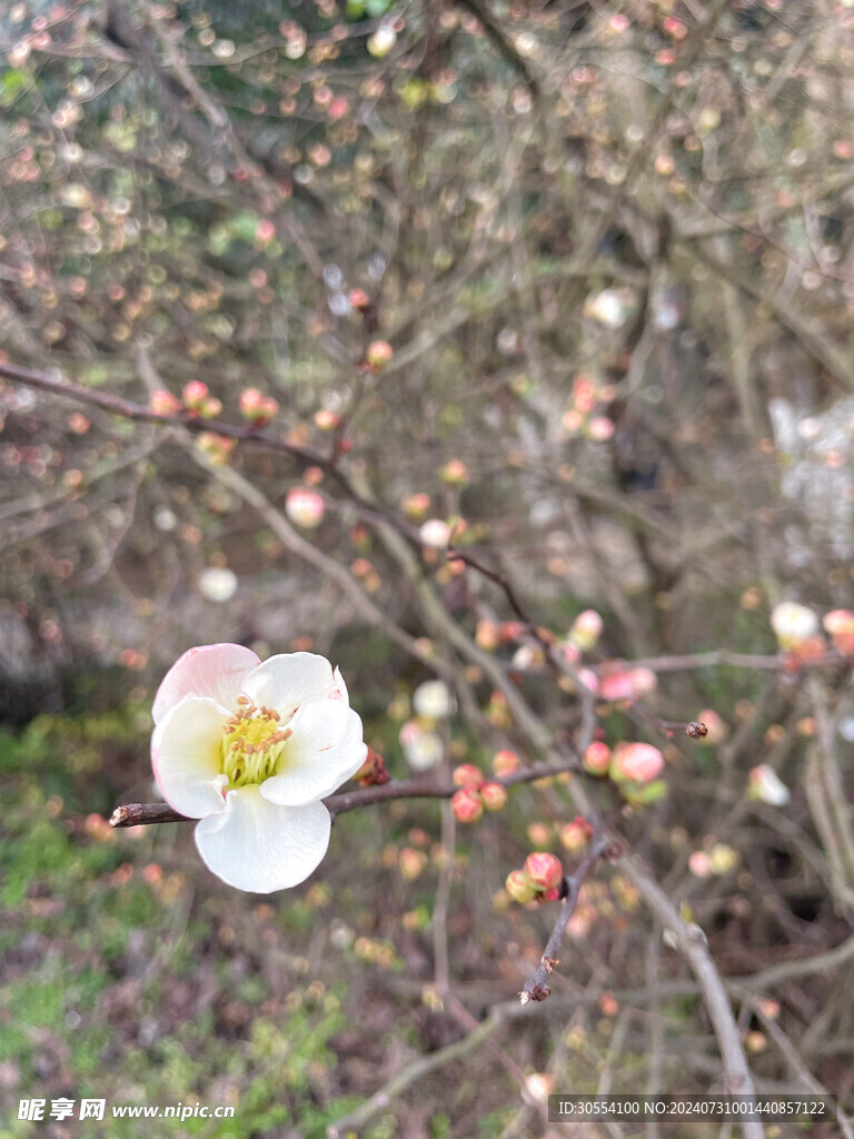  海棠花图片