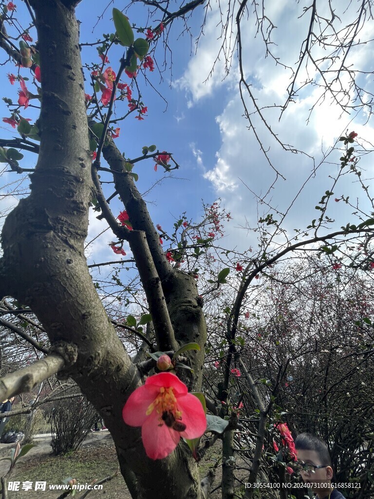 海棠花图片