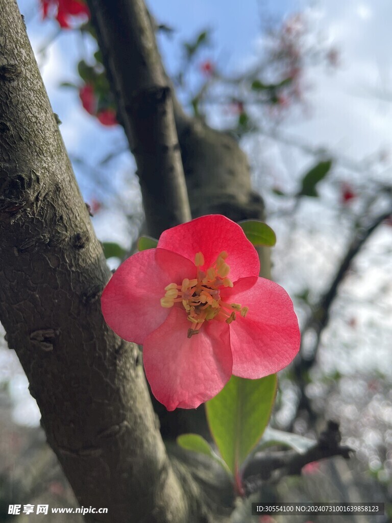 海棠花图片