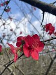 海棠花图片
