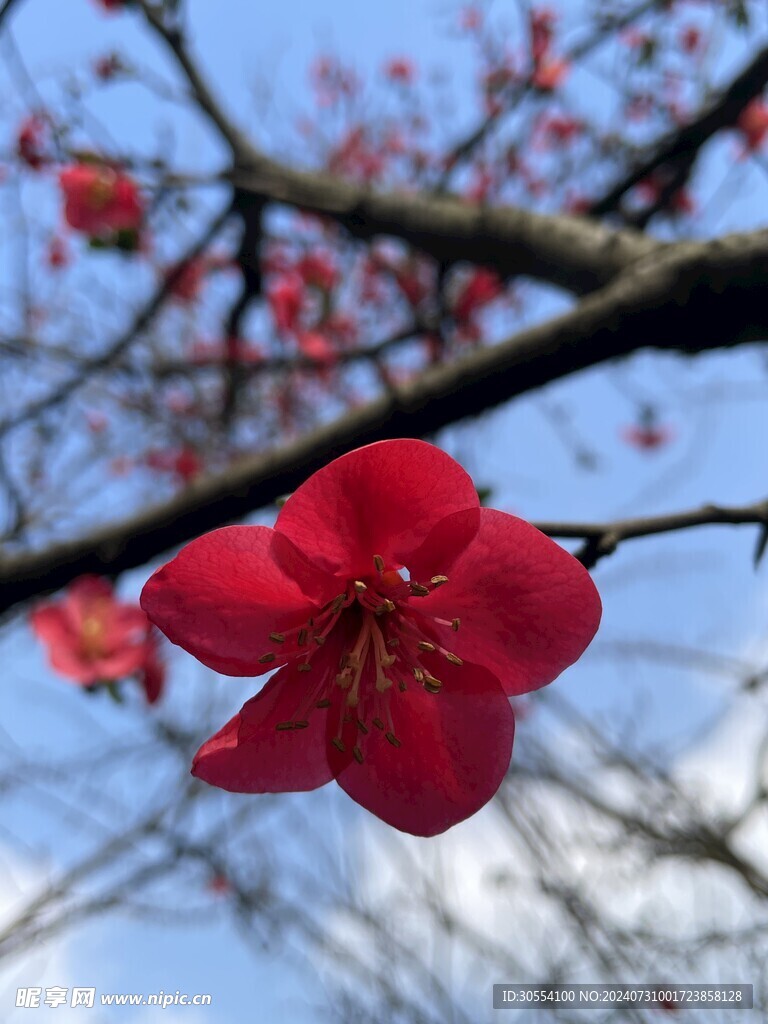 海棠花图片