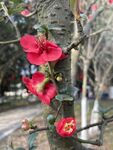 海棠花图片