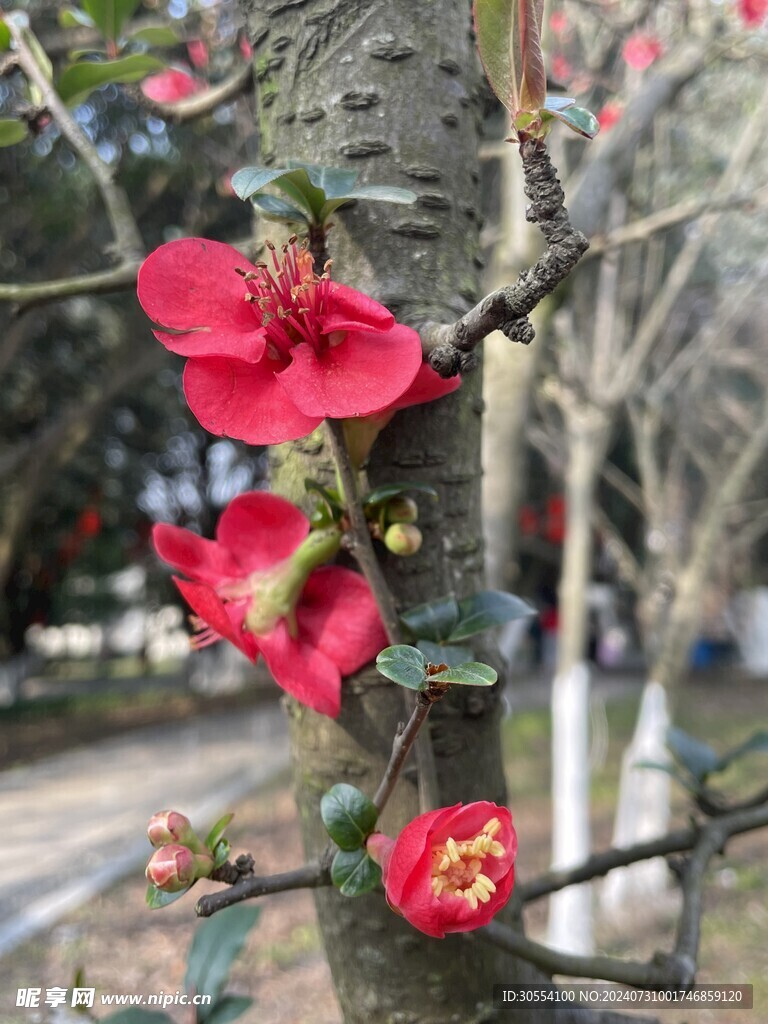 海棠花图片