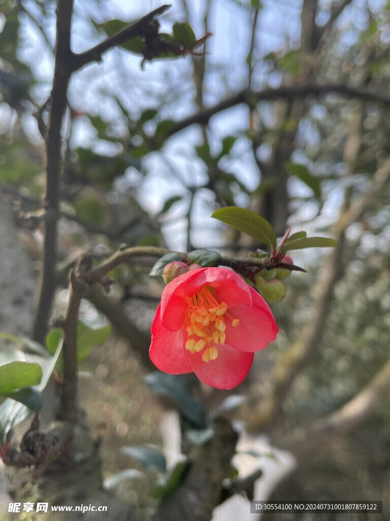 海棠花图片
