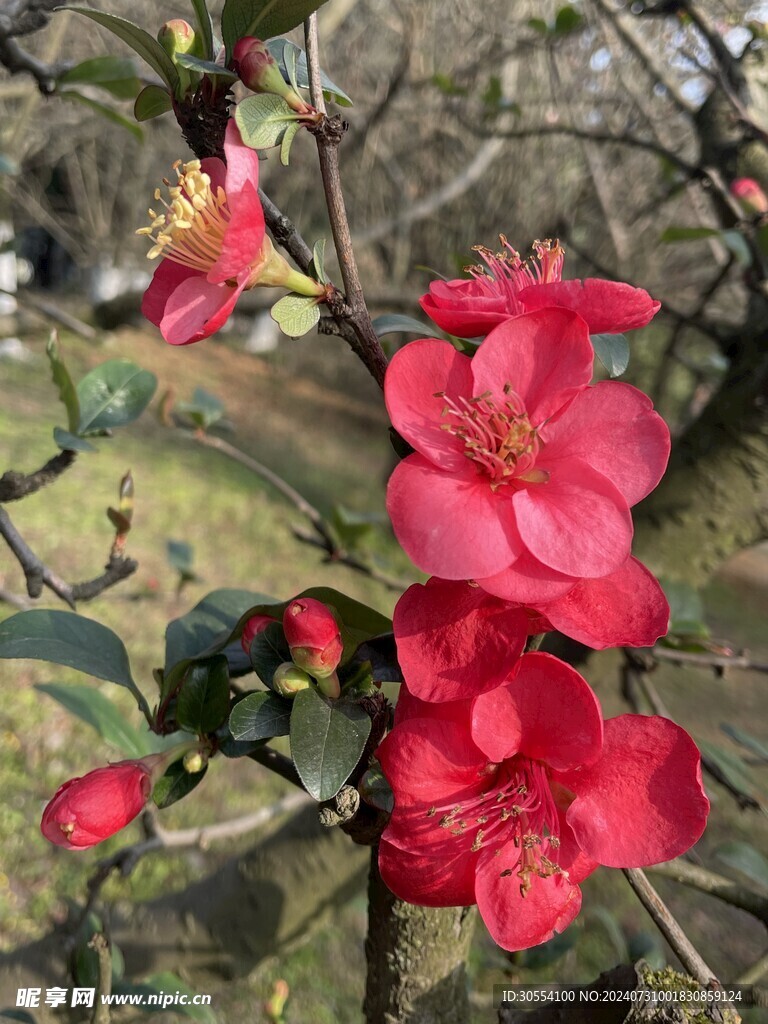 海棠花图片