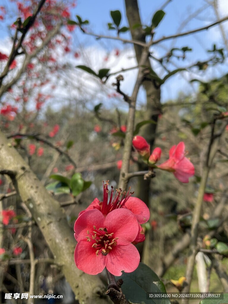 海棠花图片