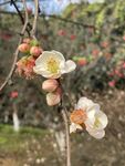 海棠花图片