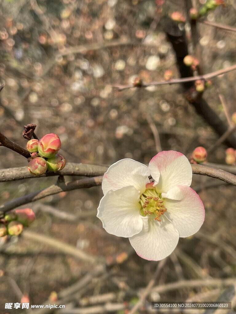 海棠花图片