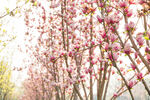 海棠花图片