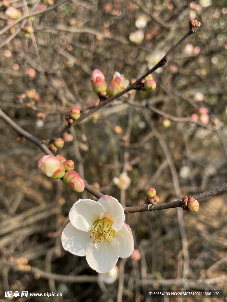 海棠花图片