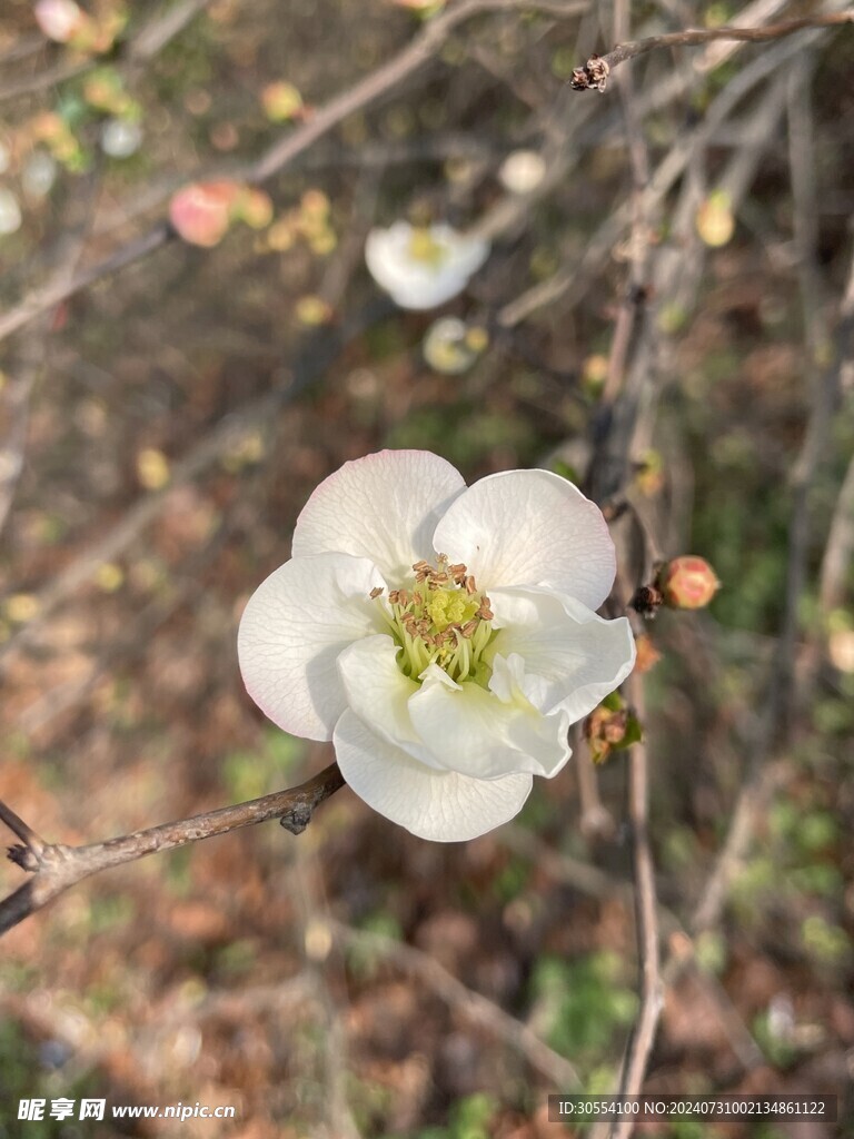  海棠花图片