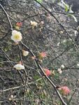海棠花图片