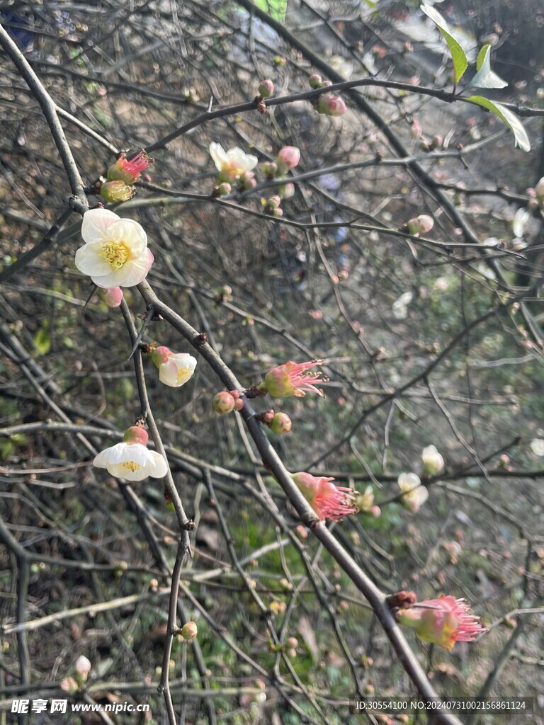 海棠花图片