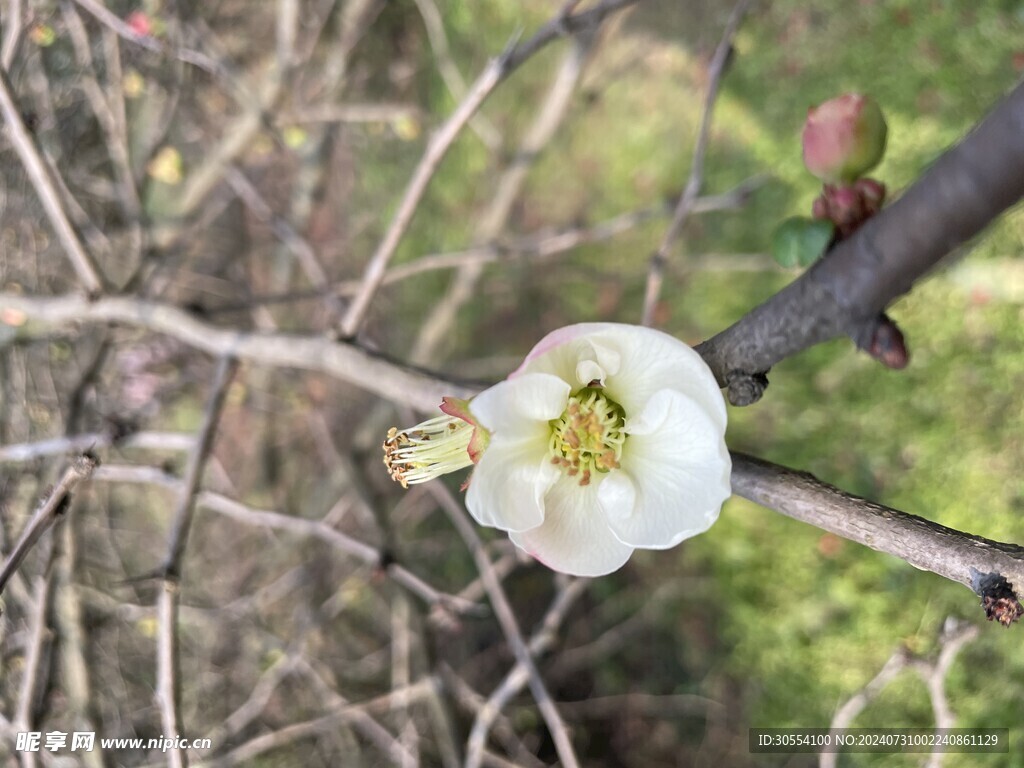 海棠花图片