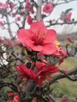 海棠花图片