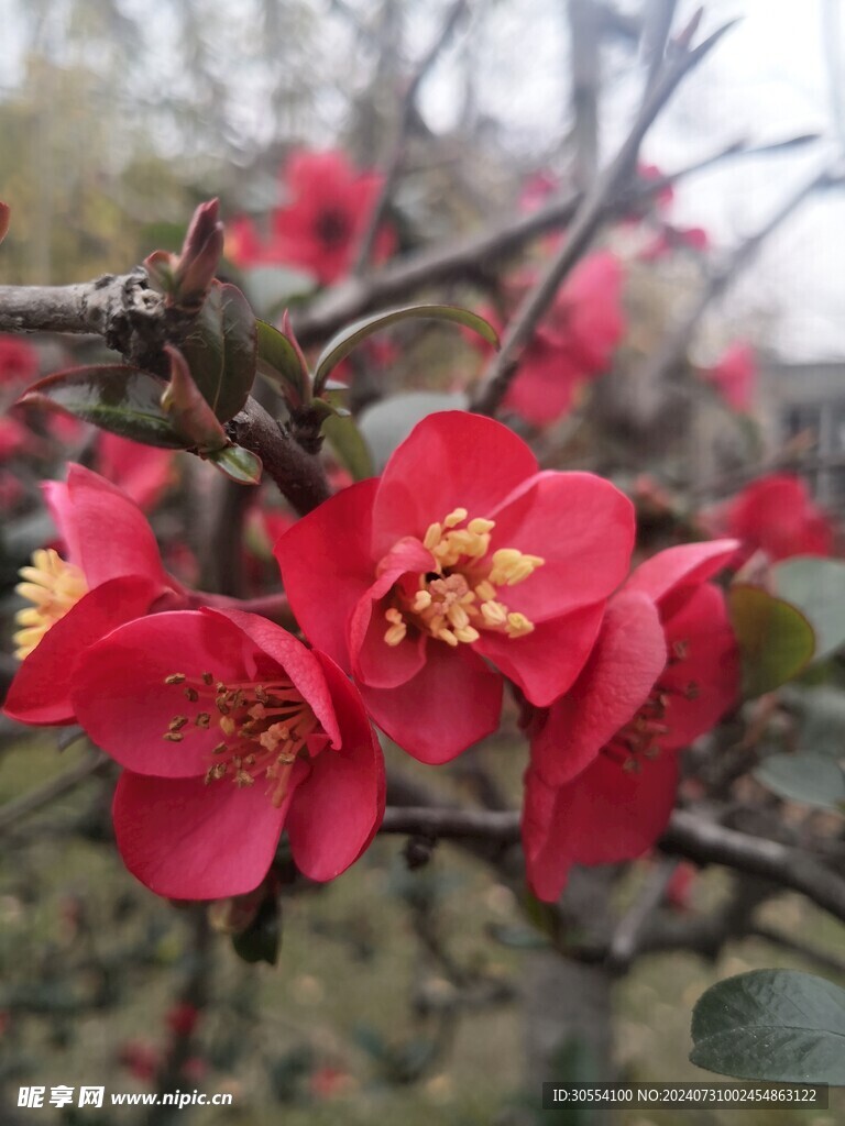 海棠花图片