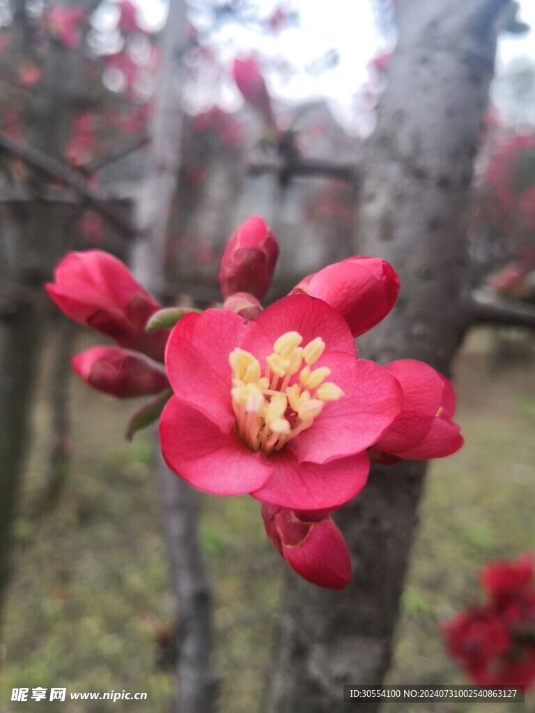 海棠花图片