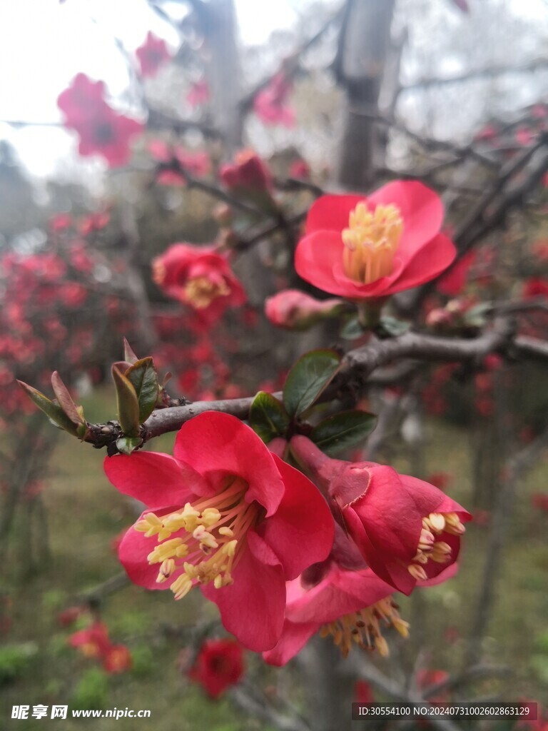 海棠花图片