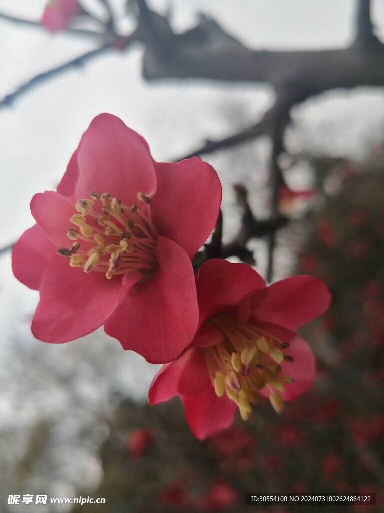 海棠花图片