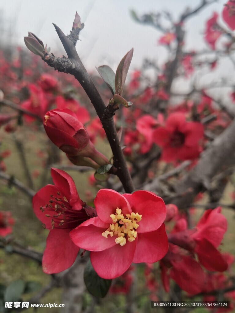 海棠花图片