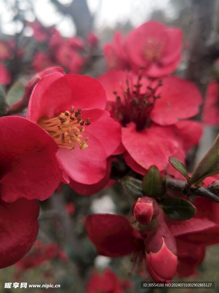 海棠花图片