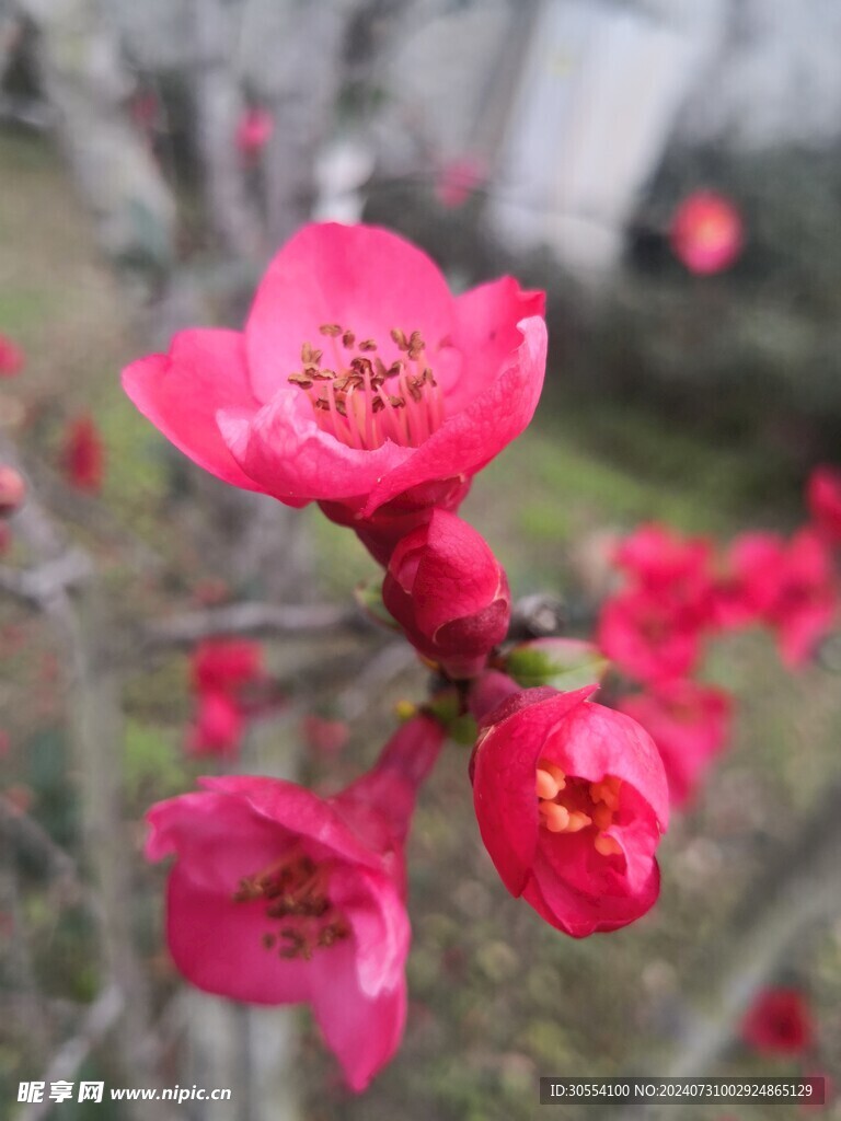 海棠花图片