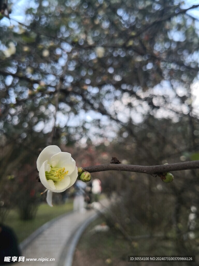  海棠花图片