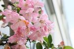海棠花图片