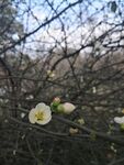海棠花图片