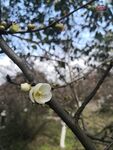 海棠花图片