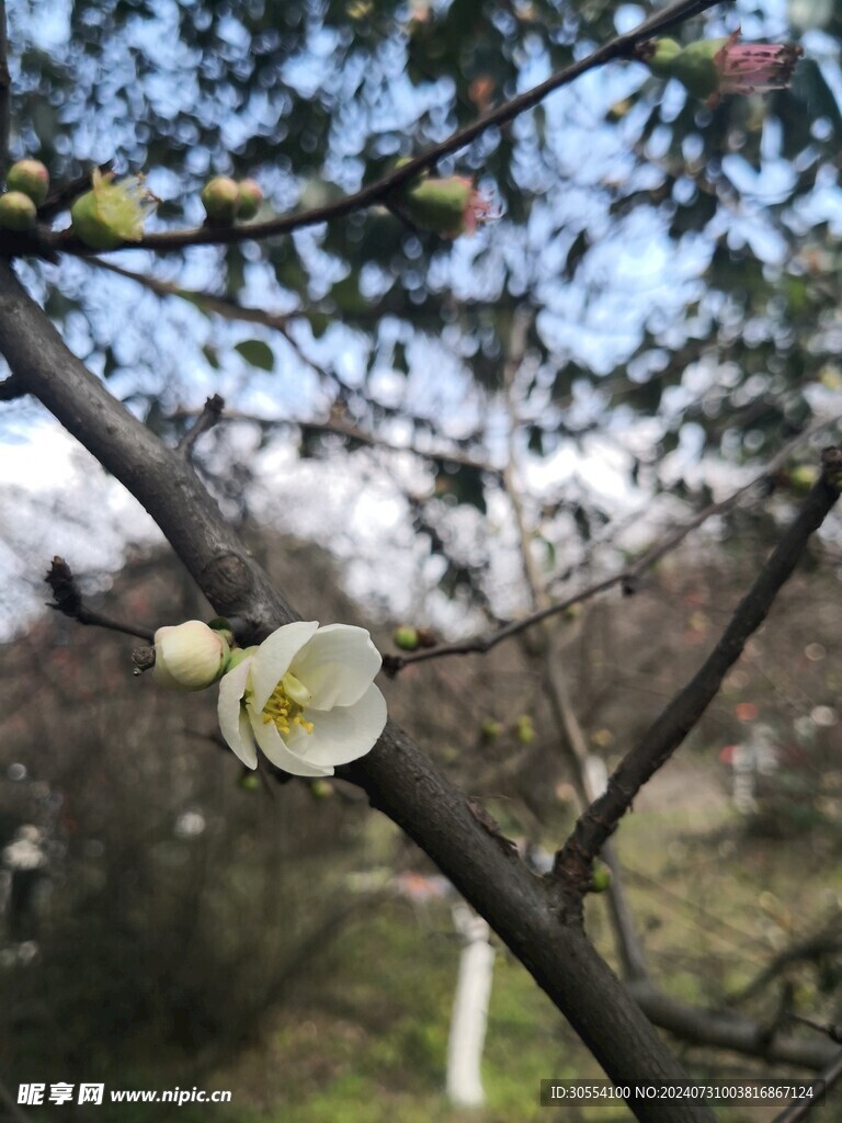 海棠花图片