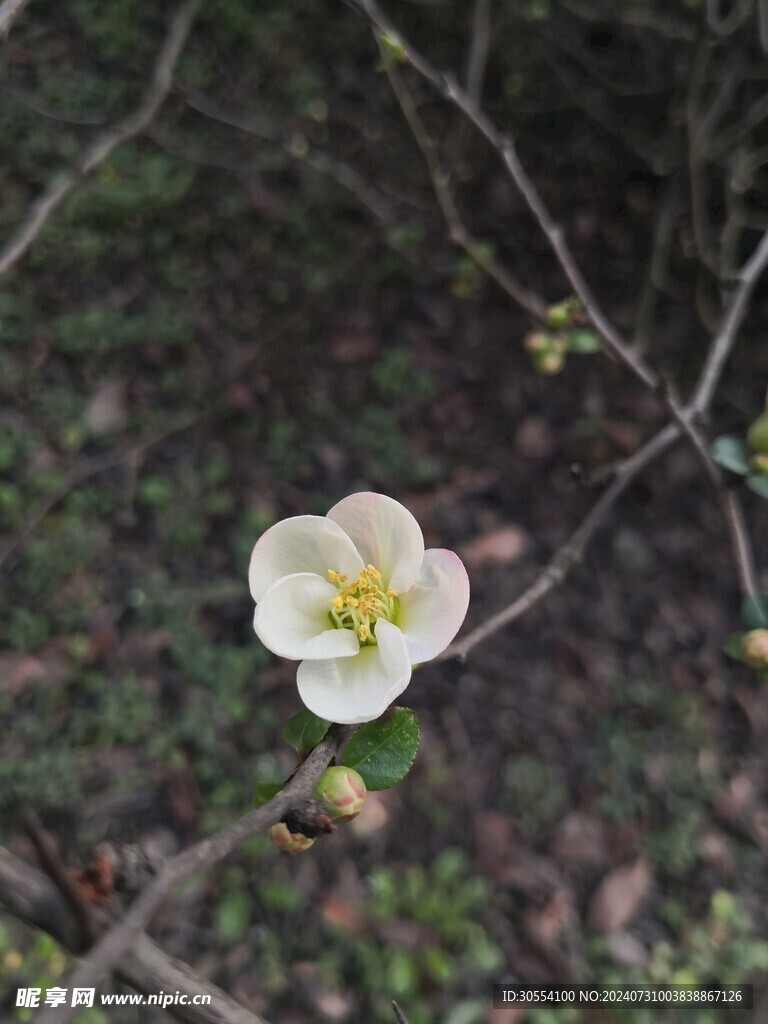 海棠花图片