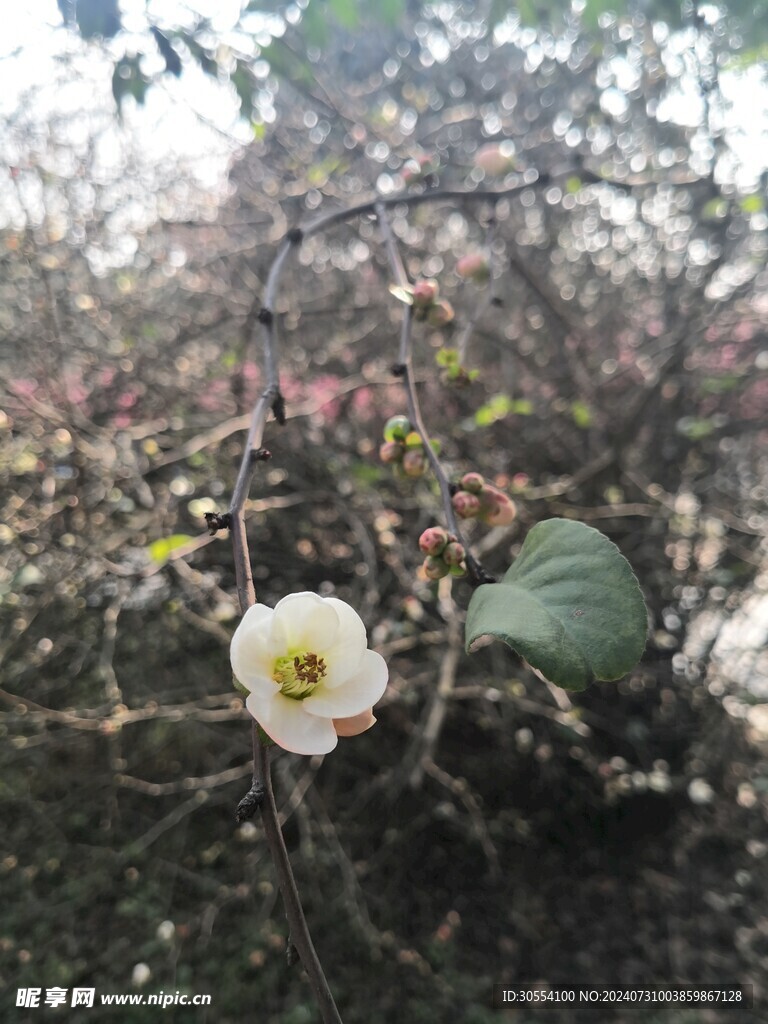 海棠花图片