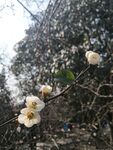 海棠花图片