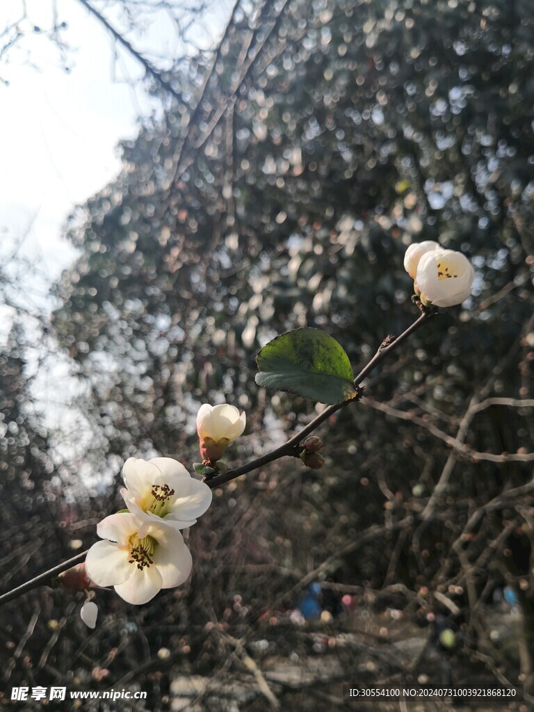 海棠花图片