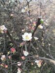 海棠花图片