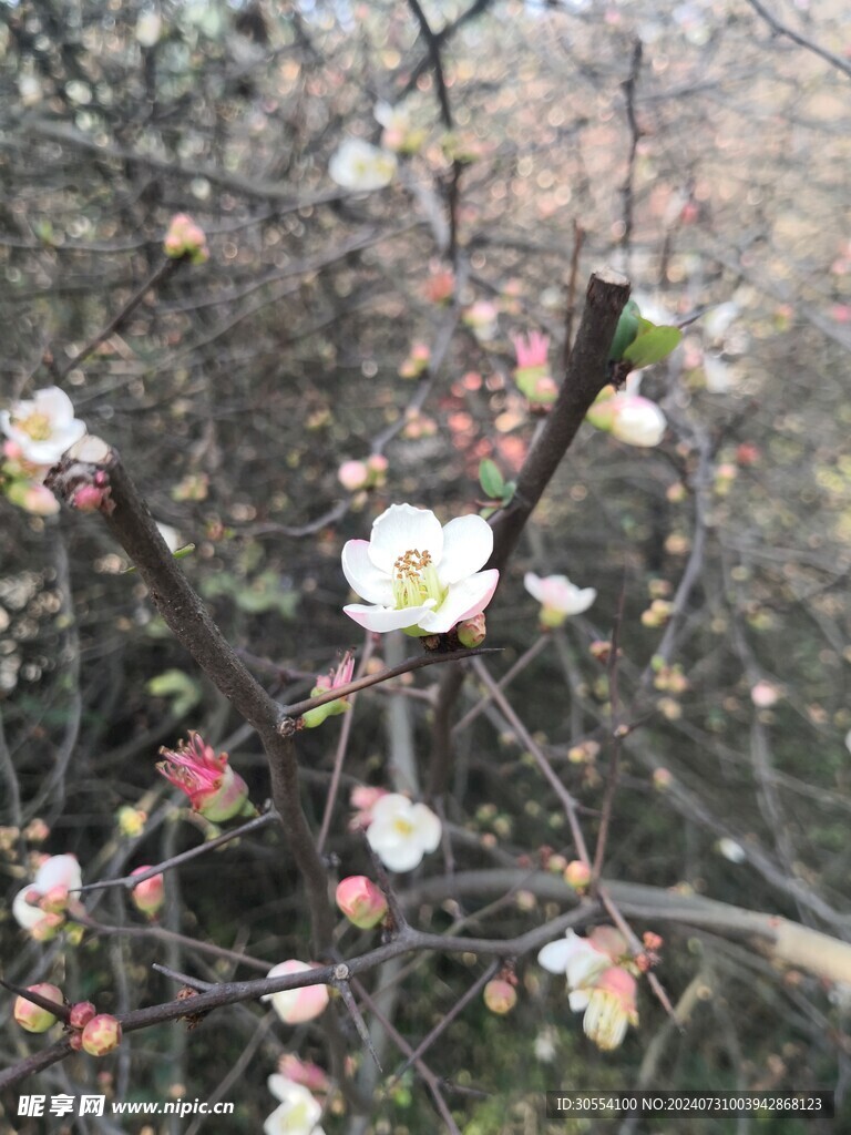 海棠花图片