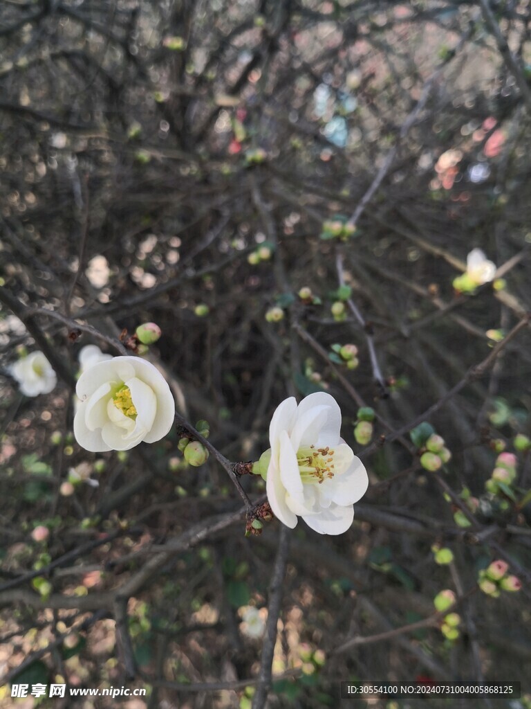 海棠花图片