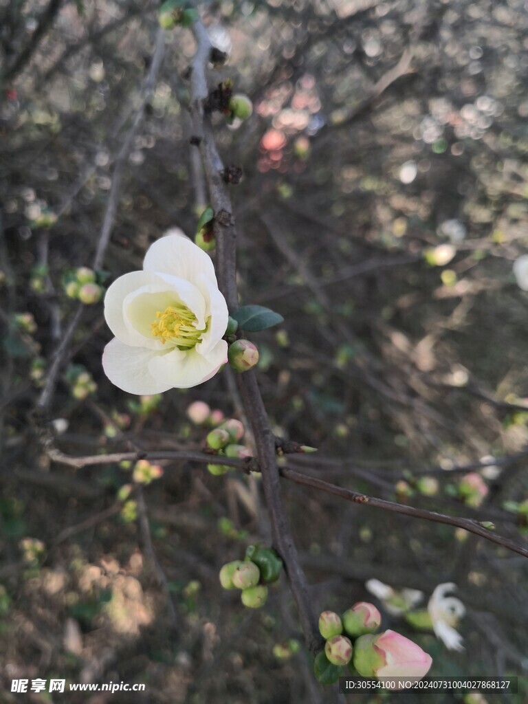 海棠花图片