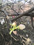 海棠花图片