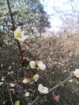 海棠花图片