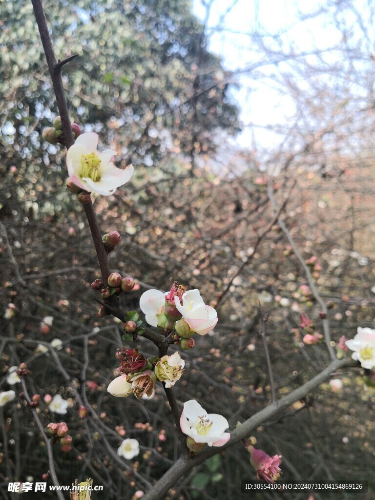 海棠花图片