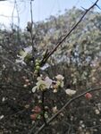 海棠花图片